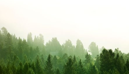 las natura środowisko esg eudr rozporządzenie wylesianie