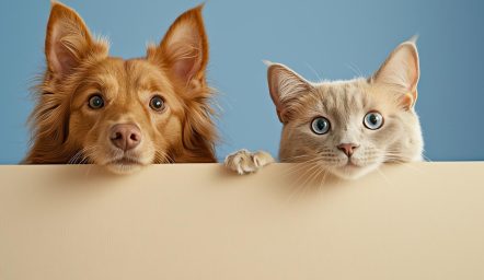 kot pies loteria fundacja zwierzęta niczyje alto