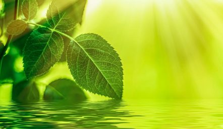 csddd esg natura liście zieleń